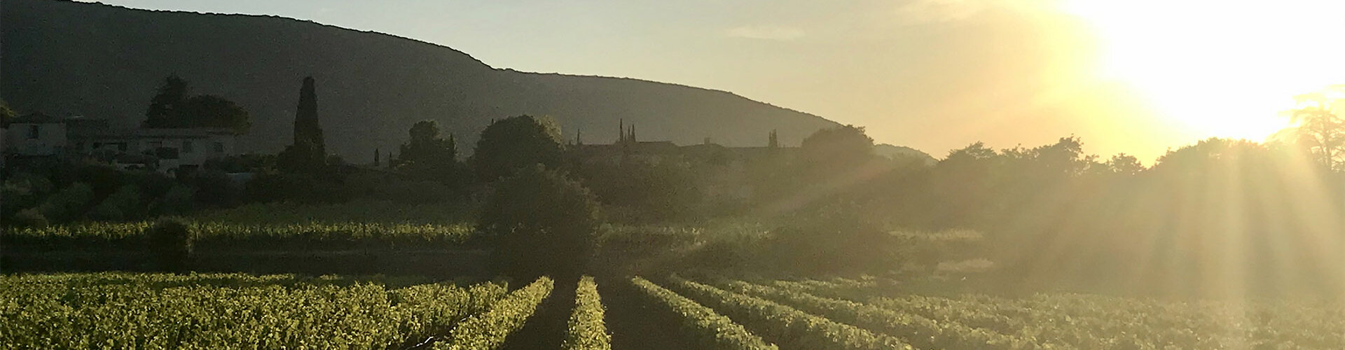 La culture de la Vigne et le l'Olivier sur le territoire de la commune d'Oppède