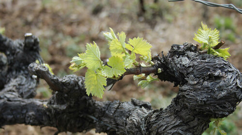 Sentier de la Vigne 