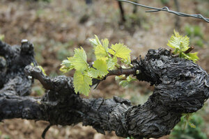 Sentier de la Vigne 