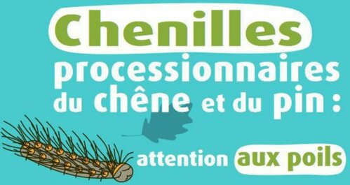 Chenilles processionnaires