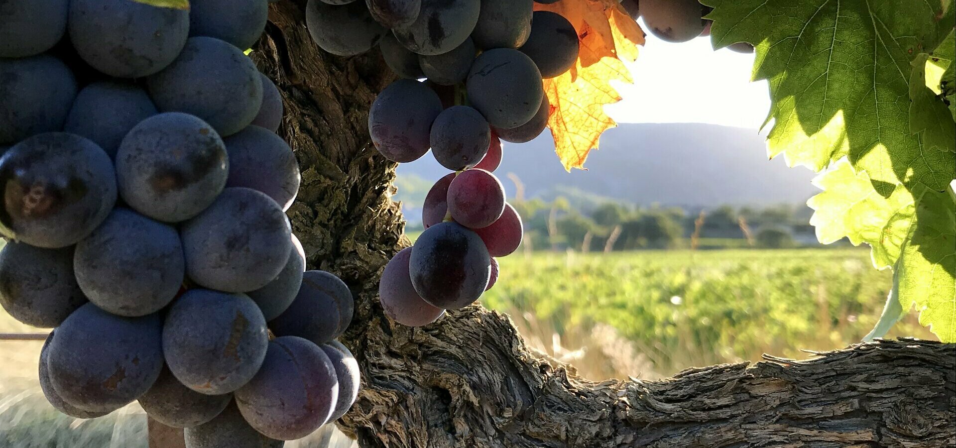 Oppède dans le Luberon Vaucluse